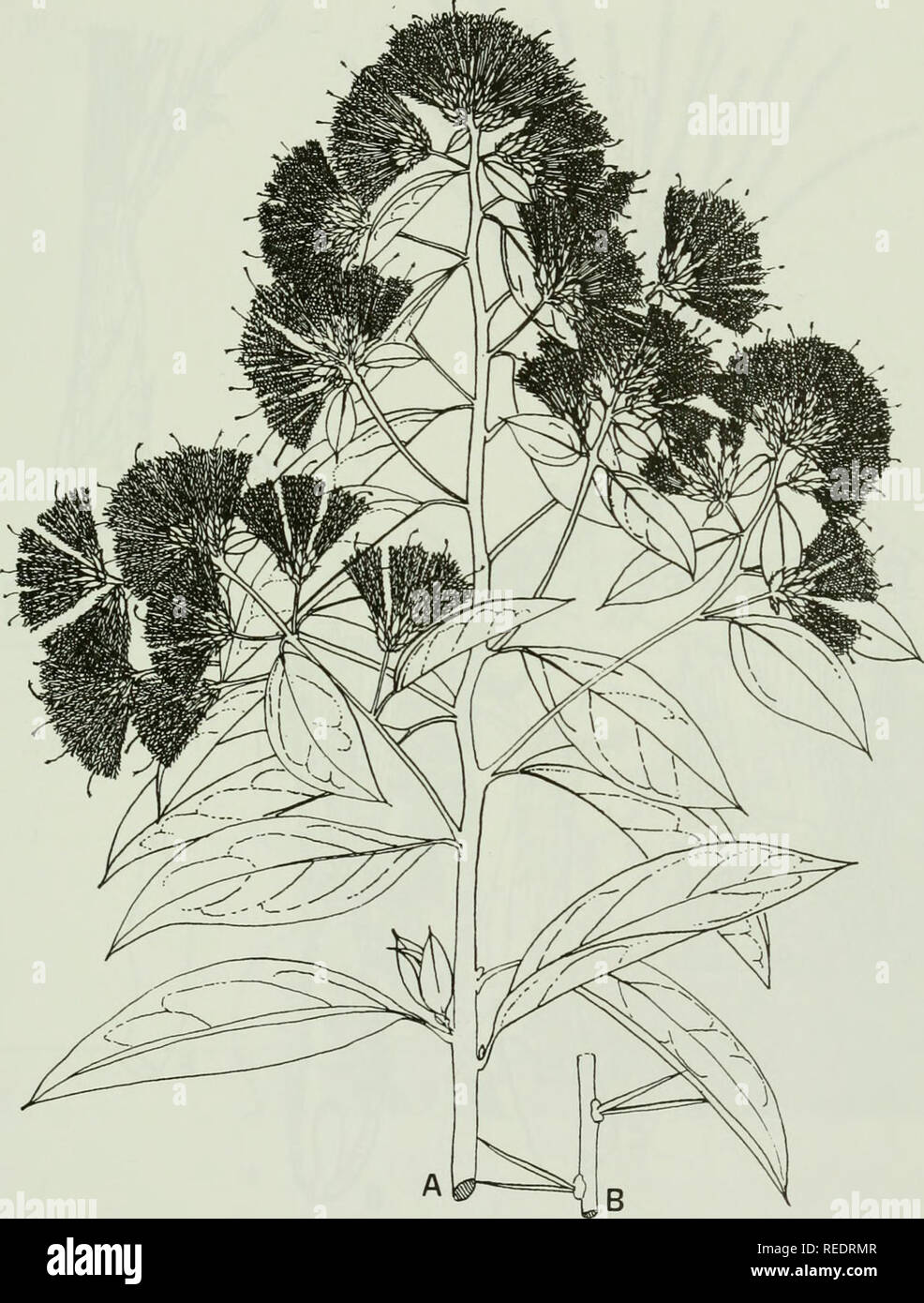 . Compositae newsletter. Compositae. Comp. Newsl. 33, 1999 43. Fig. 1. Fulcaldea laurifolia. A habit, flowering branch (x 1/6, Lewis et al. 3497); B stem with spines (x 1/3, Vivar 1568). Del. G. Lewis.. Please note that these images are extracted from scanned page images that may have been digitally enhanced for readability - coloration and appearance of these illustrations may not perfectly resemble the original work.. Naturhistoriska riksmuseet (Sweden). Dept. of Phanerogamic Botany. Columbus, Ohio : Dept. of Botany, Ohio State University Stock Photo