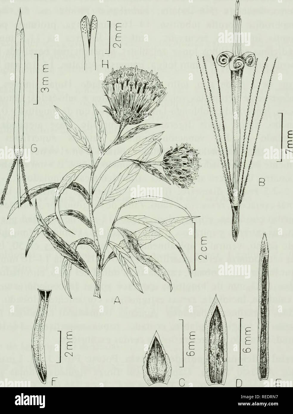 . Compositae newsletter. Compositae. Comp. Newsl. 36. 2001 27. Fig.l. Gochnatia lanceolata Beltran &amp; Ferreyra. A. Habito; B. Flor; C. Filaria externa; D. Filaria medial; E. Filaria interna; F. Aquenio; G. Antera; H. Ramas estigmaticas (DibujaparH. Beltran de Carolina 01, USM).. Please note that these images are extracted from scanned page images that may have been digitally enhanced for readability - coloration and appearance of these illustrations may not perfectly resemble the original work.. Naturhistoriska riksmuseet (Sweden). Dept. of Phanerogamic Botany. Columbus, Ohio : Dept. of Bot Stock Photo
