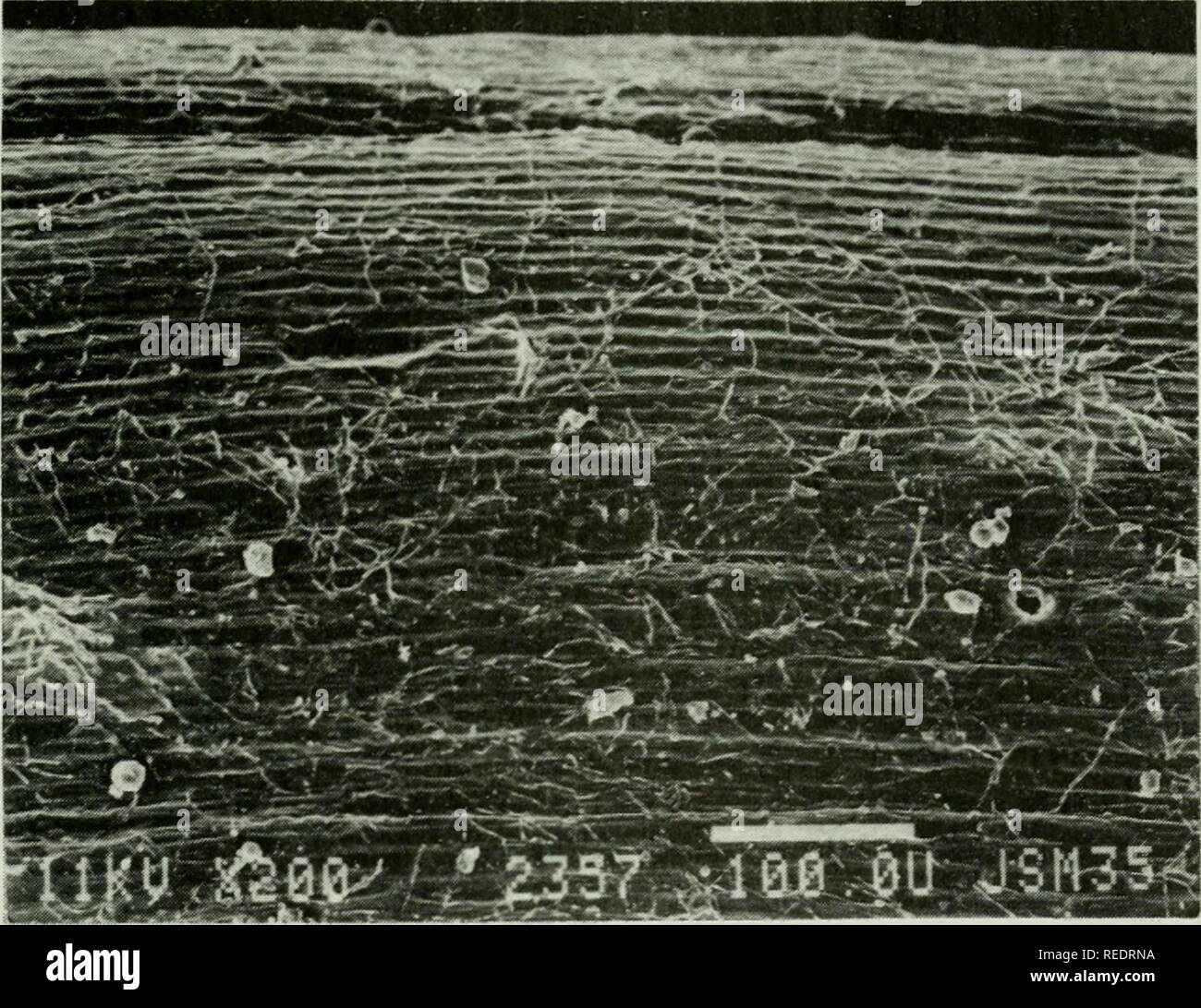 . Compositae newsletter. Compositae. Comp. Newsl. 34, 1999 61. Fig. 4. Structure of achene surface of P. pendula (SEM micrograph), x 200.. Please note that these images are extracted from scanned page images that may have been digitally enhanced for readability - coloration and appearance of these illustrations may not perfectly resemble the original work.. Naturhistoriska riksmuseet (Sweden). Dept. of Phanerogamic Botany. Columbus, Ohio : Dept. of Botany, Ohio State University Stock Photo