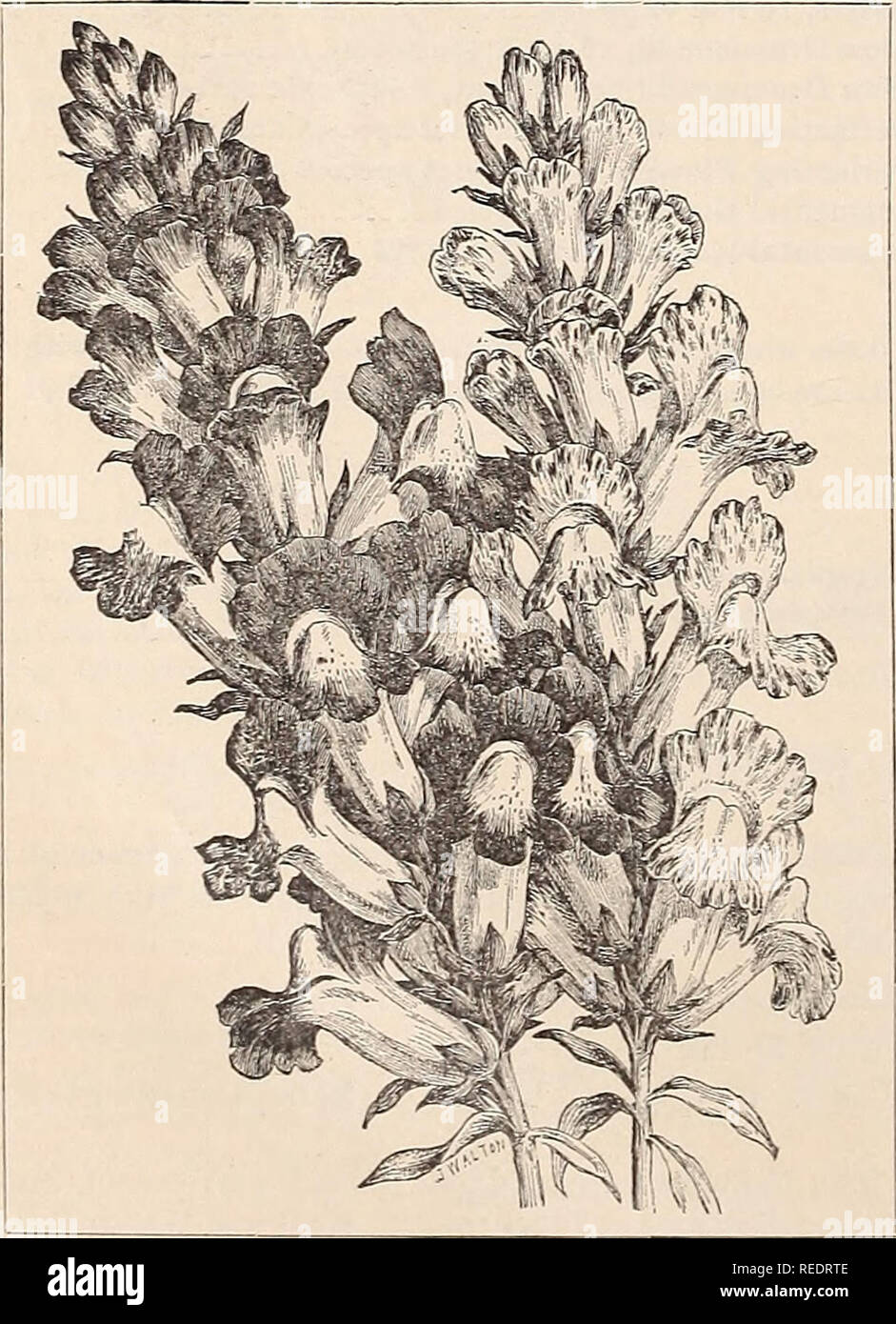 . Compliments of the season. Seeds Catalogs; Flowers Catalogs; Bulbs (Plants) Catalogs; Fruit Catalogs. Flos Adonis, sometimes called Pheasant's Eye, has fine, pretty foliage, and brilliant scarlet flowers. It will do well in partial shade and may be used to advantage in any retired corner of the garden. Twelve to eighteen inches in height. Adonis aestivalis, scarlet, 5. Please note that these images are extracted from scanned page images that may have been digitally enhanced for readability - coloration and appearance of these illustrations may not perfectly resemble the original work.. James Stock Photo