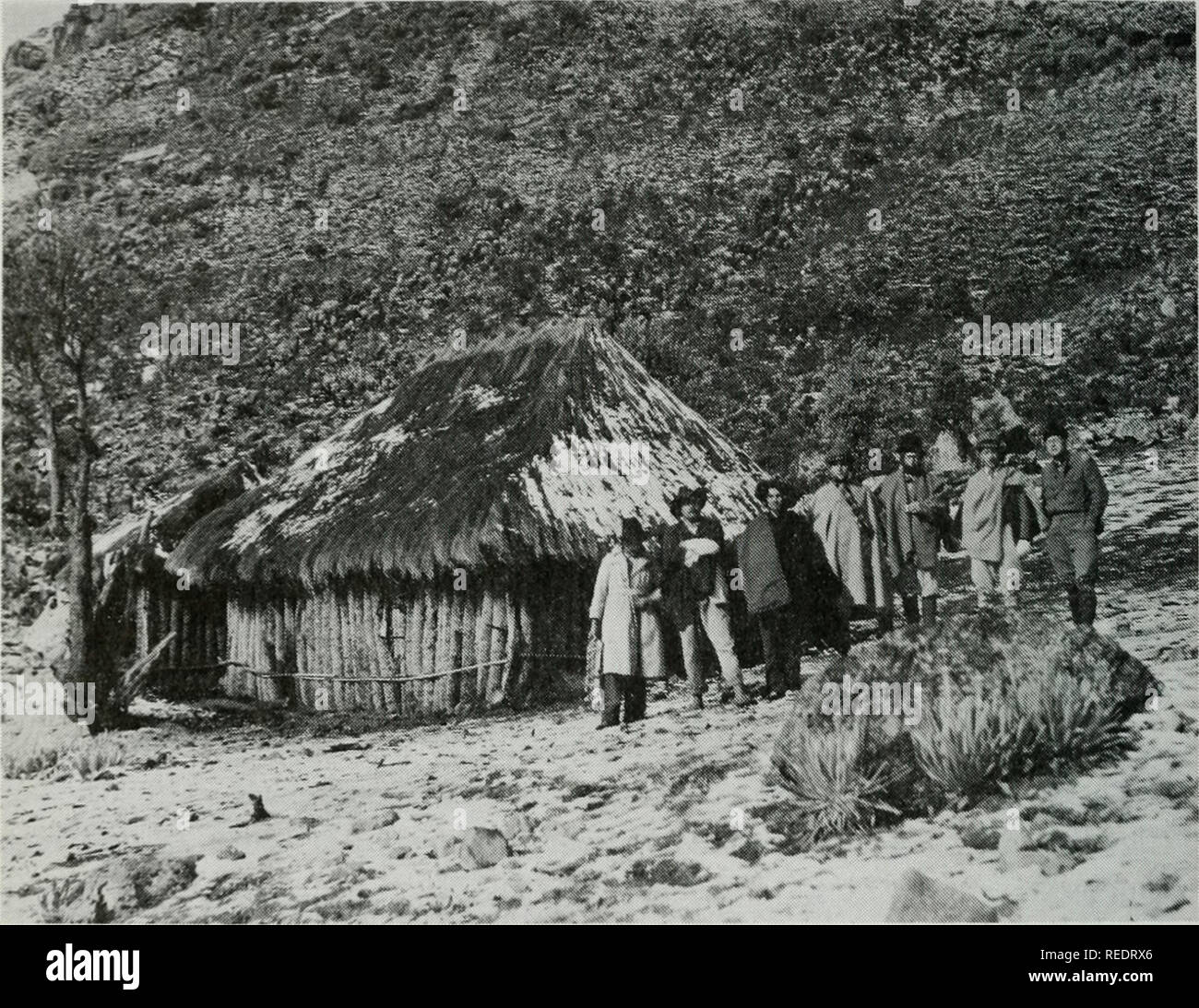 . Compositae newsletter. Compositae. 30 Comp. Newsl. 29, 1996. Fig. 1. Paramo of Nevado del Cocuy, Boyaca, Colombia: Pozo Azul ± 4200 m alt. Cabin made with stems oi Espeletia lopezii and (the rooO of Calamagrostis effusa. It is a good shelter, a free &quot;hotel&quot; for every temporary worker coming to this paramo. A big amount of Espelelia leaves on the ground inside served as a matu^ess for all &quot;guesi*&gt;&quot;. The small tree at left: Gynoxys paramuna. The white Compositae herbs in front arc Senecio (Culciiium) canescens. Bushes on the slope: Pentacalia flos- fragrans . frigidophi Stock Photo