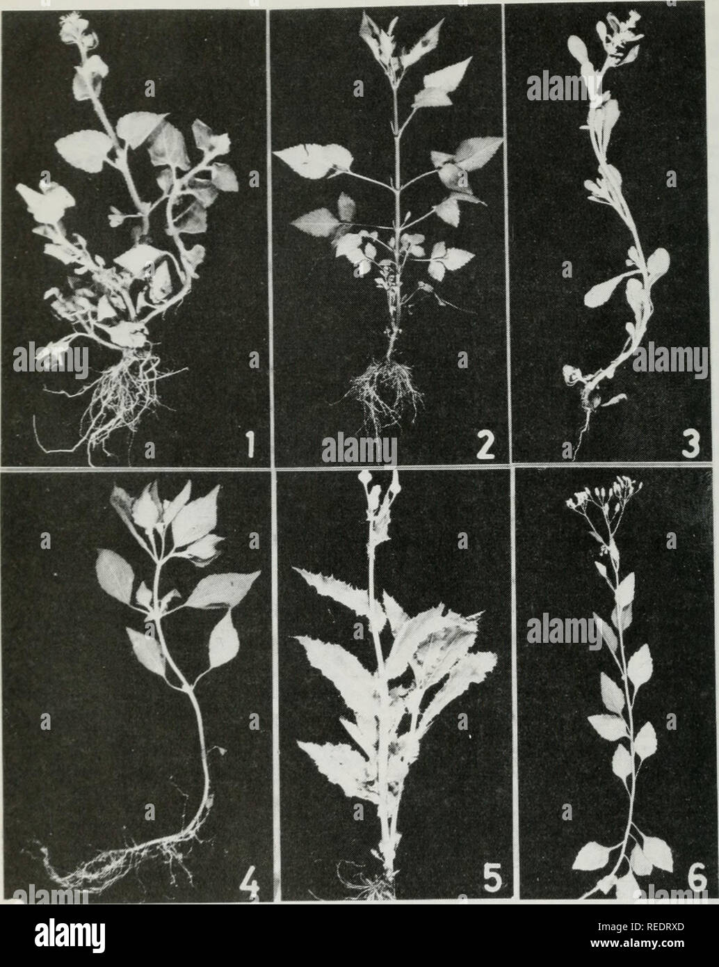 . Compositae newsletter. Compositae. Comp. Newsl. 27,1995. Plate 1 1. Ageratum conywides 2. B'ldens pilosa 3. Gnaphalium purpureum 4. Galinsoga parviflora 5. Sonchus arvensis 6. Vernonia cinerea. Please note that these images are extracted from scanned page images that may have been digitally enhanced for readability - coloration and appearance of these illustrations may not perfectly resemble the original work.. Naturhistoriska riksmuseet (Sweden). Dept. of Phanerogamic Botany. Columbus, Ohio : Dept. of Botany, Ohio State University Stock Photo