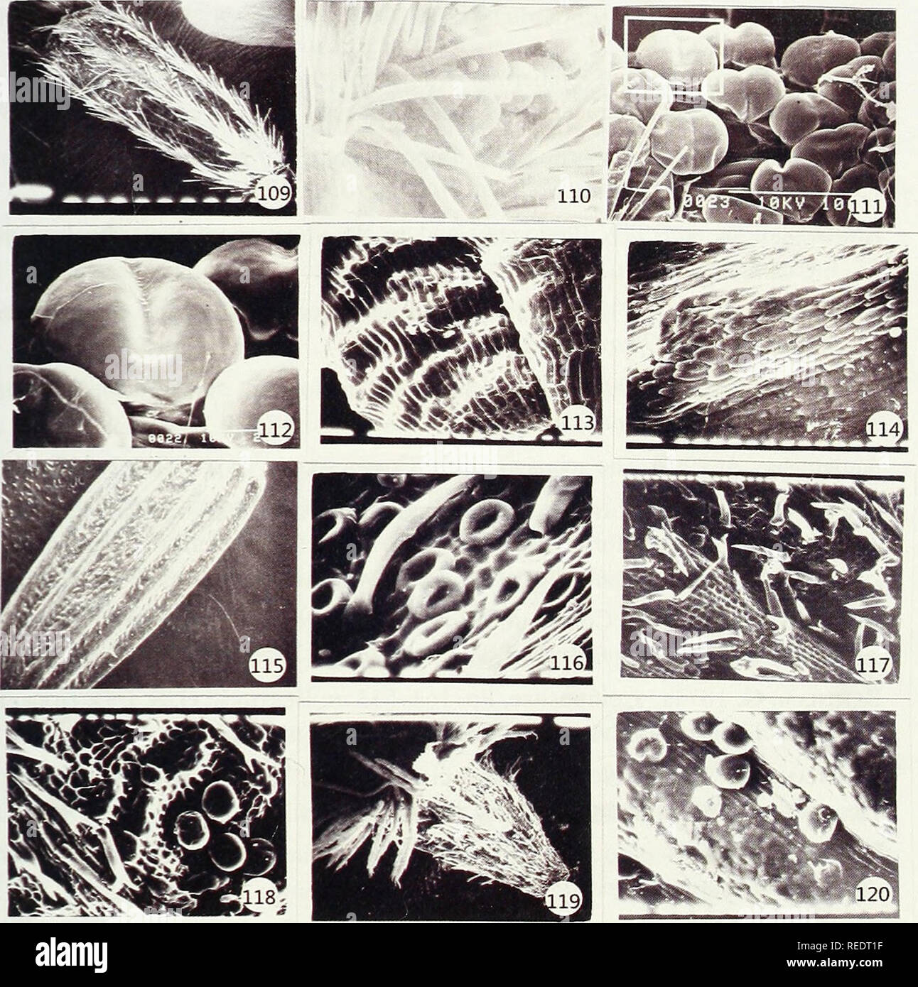 . Compositae newsletter. Compositae. Comp. Newsl. 50, 2012 113. Figs. 109-120. SEM photographs showing the structure and distribution of cypselar hairs. Figs. 109, 110: Polydora bainesii, x 50; x 400. Figs.lll, 112: Rolandra fruticosa. Fig. 113: Sonchus brachyotus, x 400. Fig. 114: Tragopogon porrifolius, x 400. Fig. 115: Vanillosmopsis capitata, x 50. Fig. 116: Vernonia cistifolia, x 800. Fig. 117: Vernonia glabra, x 200. Fig. 118: Vernonia petersii, x 400. Fig. 119: Vernonia scorpioides, x 100. Fig. 120: Vernonia colorata ssp. colorata, x 400.. Please note that these images are extracted fro Stock Photo