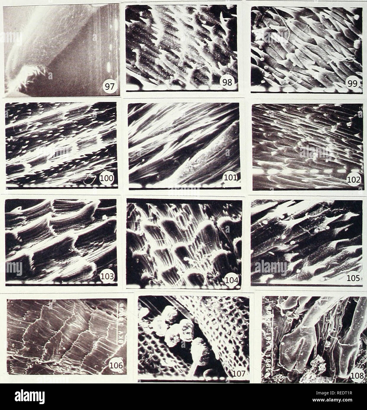 . Compositae newsletter. Compositae. 112 Comp. Newsl. 50, 2012. Figs. 97-108. SEM photographs showing the structure and distribution of cypselar hairs. Fig. 97: Centaurea cyanus, x 25. Fig. 98: Cicerbita cyanea, x 800. Fig. 99: Cicerbita macrorhiza, x 800. Fig. 100: Crepis vesicaria, x 400. Fig. 101: Echinops sphaerocephalus, x 400. Fig. 102: Hieracium villosum, x 800. Fig. 103: Hypochaeris glabra, x 400. Fig. 104: Hypochaeris radicata, x 400. Fig. 105: Lactuca serriola, x 1600. Fig. 106: Scorzoneroides autumnalis, x 400. Fig. 107: Linzia melleri, x 400. Fig. 108: Macledium sessiliflorum ssp.  Stock Photo