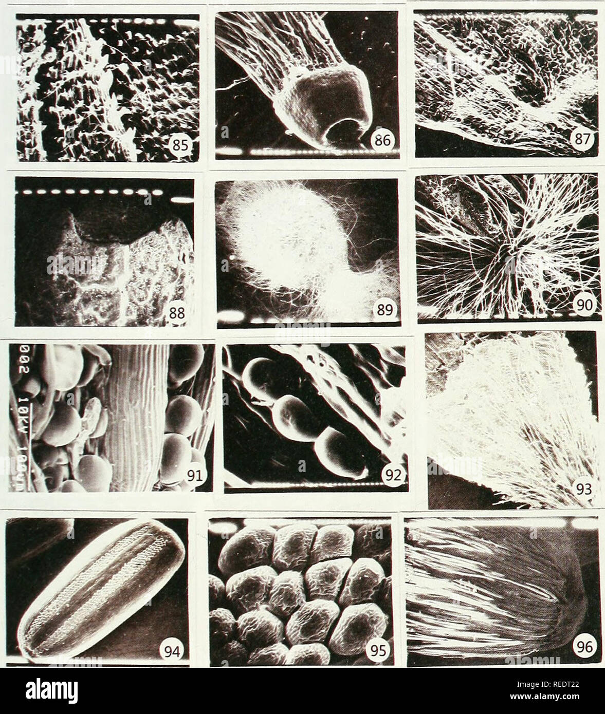 . Compositae newsletter. Compositae. Comp. Newsl. 50, 2012 111. Figs. 85-96. SEM photographs showing the structure and distribution of cypselar hairs. Fig. 85: Actites megalocarpa, x 400. Fig. 86: Ainsliaea latifolia, x 200. Fig. 87: Ainsliaea reflexa, x 100. Fig. 88: Arctium lappa, x 50. Fig. 89: Arctotheca calendula, x 50. Fig. 90: Arctotis venusta, x 50. Fig. 91: Baccharoides anthelmintica. Fig. 92: Baccharoides calvoana ssp. meridionalis, x 1600. Fig. 93: Berkheya zeyheri, x 50. Figs. 94, 95: Bothriocline laxa, x 100; x 1600. Fig. 96: Carlina acanthifolia, x 100.. Please note that these im Stock Photo