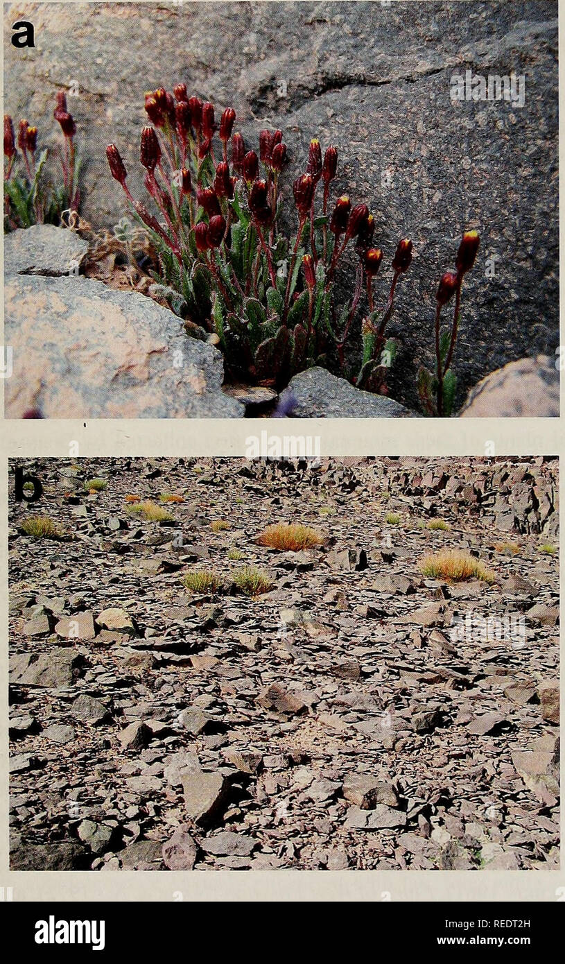 . Compositae newsletter. Compositae. Comp. Newsl. 48, 2010 45. Fig. 2. (a) Senecio subnivalis. (b) Artemisia persica community, the habitat of the new species at 4443m (photos J. Noroozi).. Please note that these images are extracted from scanned page images that may have been digitally enhanced for readability - coloration and appearance of these illustrations may not perfectly resemble the original work.. Naturhistoriska riksmuseet (Sweden). Dept. of Phanerogamic Botany. [Columbus, Ohio? : Dept. of Botany, Ohio State University?] Stock Photo