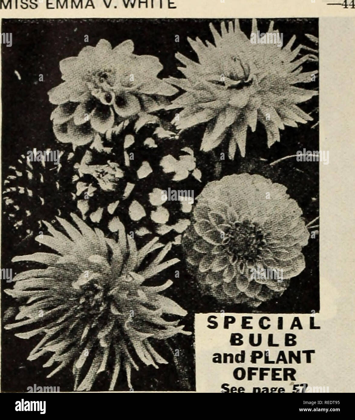 . Compliments of Miss Emma V. White. Flowers Seeds Catalogs; Seeds Catalogs; Vegetables Seeds Catalogs. MISS EMMA V.WHITE. SPECIAL BULB and PLANT OFFER See page 57 STANDARD DAHLIAS . Price, 15c each; any 3 for 40c; 6 for 80c; 12 for $1.50f postpaid. SHOW DAHLIAS A. D. Livonii. Beautiful soft pink. E. Potts. Glowing crimson maroon. Fascination. Rose-pink, one of the best. Meteor. Ruby red, very fine. Purple Gem. Deep rich purple. Queen Victoria. Lemon yellow, fine form. Striped Banner. Crimson tipped white. DECORATIVE DAHLIAS Black Prince. Nearly Black. C. W. Bruton. Favorite yellow. Coronna. P Stock Photo
