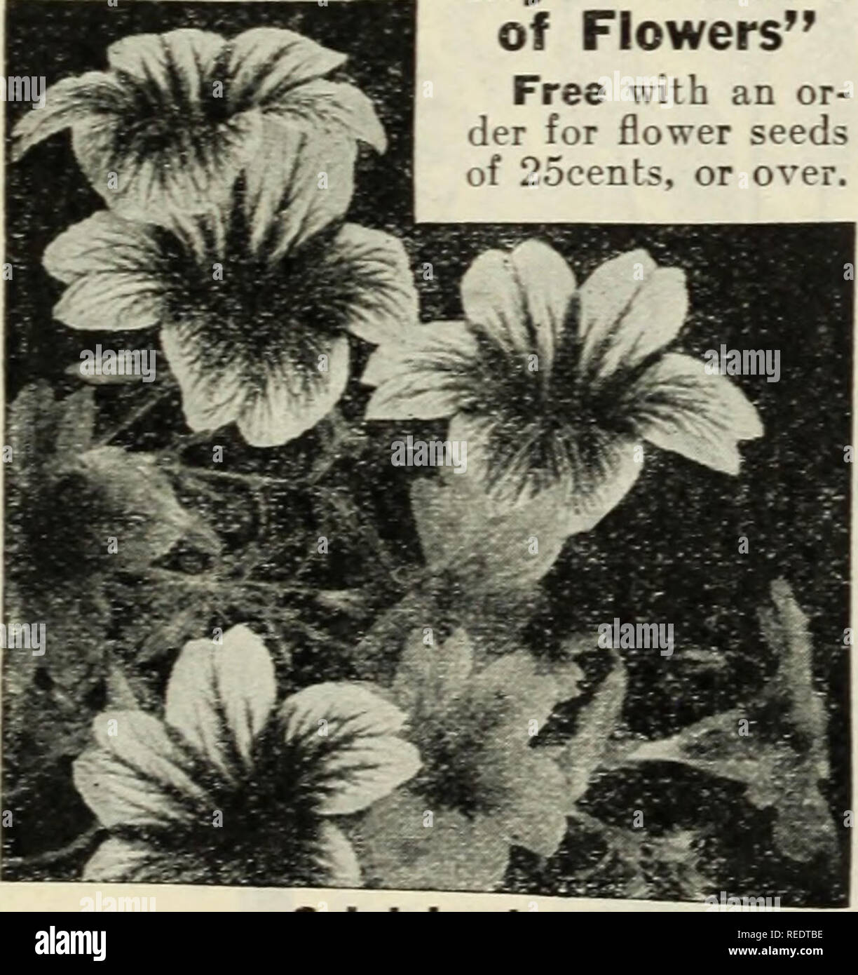 . Compliments of Miss Emma V. White. Flowers Seeds Catalogs; Seeds Catalogs; Vegetables Seeds Catalogs. Salpiglossis Salvia SUNFLOWER Price, each per pkt., 40 seeds, 4c; anv 3 pkts., 10c. Chrysanthemum-Flowered. Magnificent flowers 4 to 6 inches in diameter, very double, with long fringv petals. 5 to 6 feet. Double Mixed. A choice mixture, containing the Mam- moth Globosus Fistulosus, the Chrysanthemum-Flowered and several other sorts. Single Mixed. New types of the Stella, or &quot;Cut and Come Again&quot; Sunflower. The plants are branching and bushy and the flowers are like great yellow dai Stock Photo