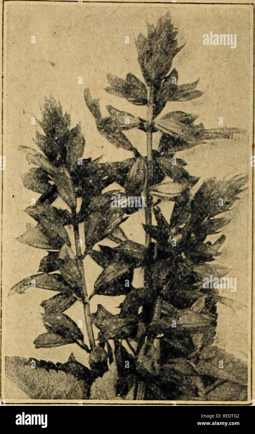 . Compliments of Miss Emma V. White. Flowers Seeds Catalogs; Seeds Catalogs; Vegetables Seeds Catalogs. MISS EMMA V. WHITE Carrington, N. D.—&quot;Your little book on grow- ing seed is the most useful thing along that line I ever bad.&quot;—Mrs. W. H. Swinton. SALVIA SPLENDENS (Scarlet Sage) Price, any pkt., 5c; any 3 pkts., 12c. Salvia &quot;Bonfire.&quot; Also listed as &quot;Clara Bedman.&quot; The plants form a symmetrical, oval bush from 2 to 2¥&gt; feet high, with large spikes of brilliant scarlet flowers, not infrequently 200 to a plant. By far the best variety for bedding. Pkt., 50 see Stock Photo