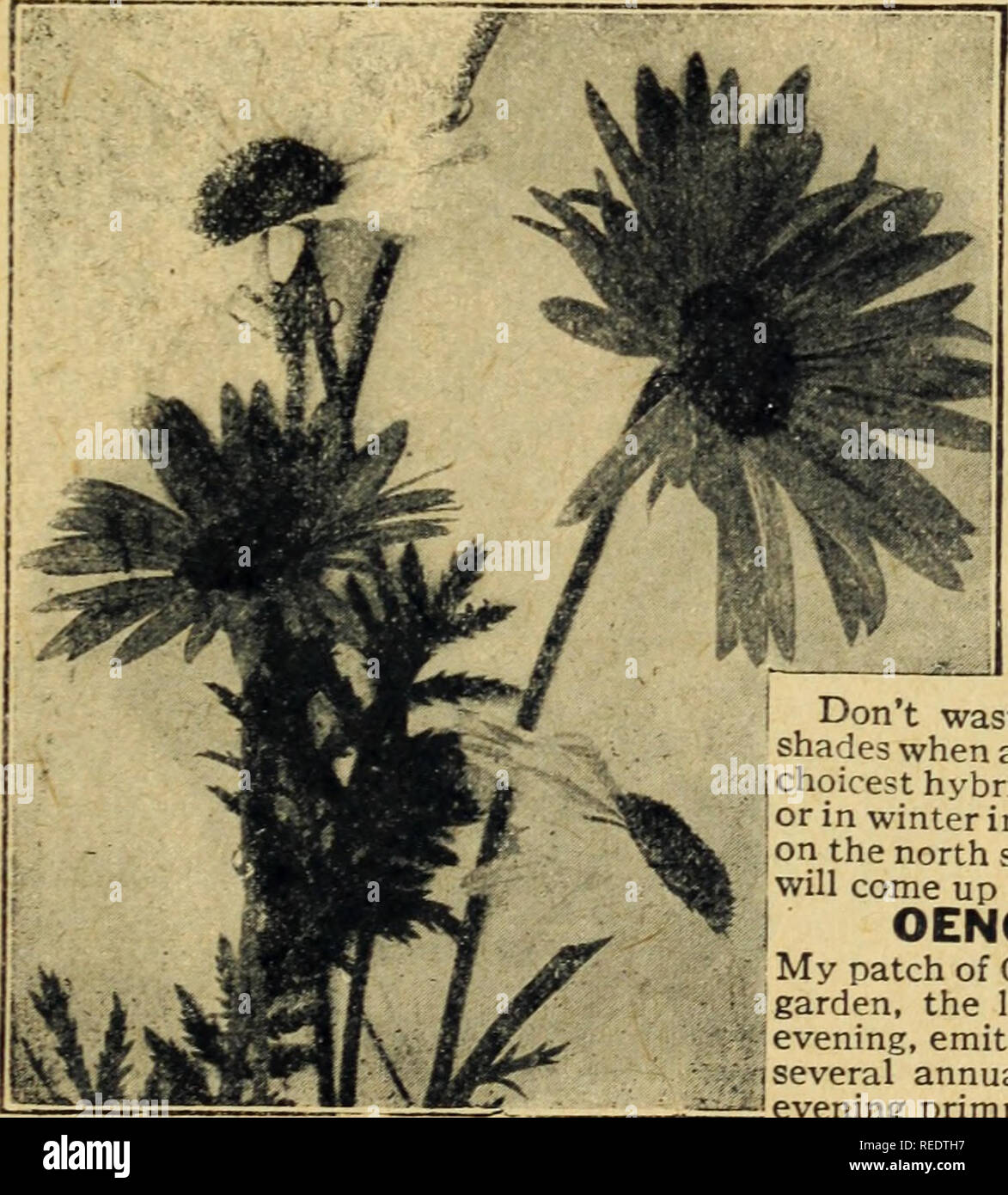 Compliments Of Miss Emma V White Flowers Seeds Catalogs Seeds Catalogs Vegetables Seeds Catalogs Pyrethrum Roseum One Of The Best Hardy Perennials With La Lt Y Foli Age And Daisy Or Cosmos Like Flowers