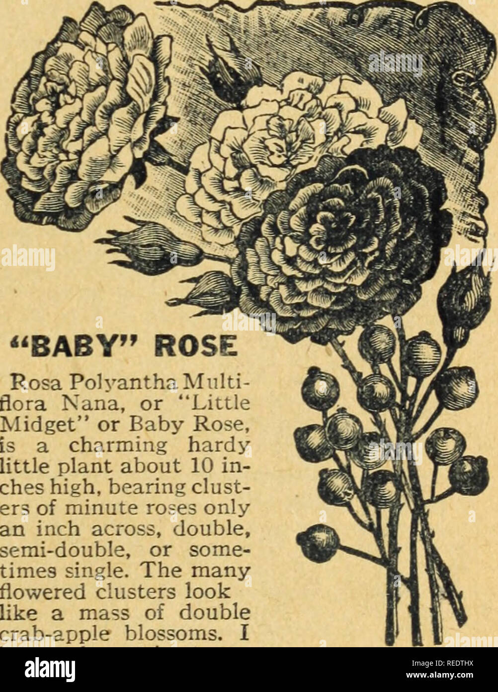 . Compliments of Miss Emma V. White. Flowers Seeds Catalogs; Seeds Catalogs; Vegetables Seeds Catalogs. ORNAMENTAL PEPPERS The cultivation of small-fruited peppers for the window or ornamental garden is exciting much at- tention and there are many new and cdd sorts which are interesting to grow besides being of u?e for sea- soning, etc. This mixture contains the popular Christmas Pepper, Tom Thumb, Little Gem.Prince of Wales, Lemon Fruits, Kaleidoscope, plum-shaped white turnin? to red; Cherry Red and Cherry Yellow with cherrylike fruits; and red Chili, small scarlet, used for &quot;pepper sau Stock Photo