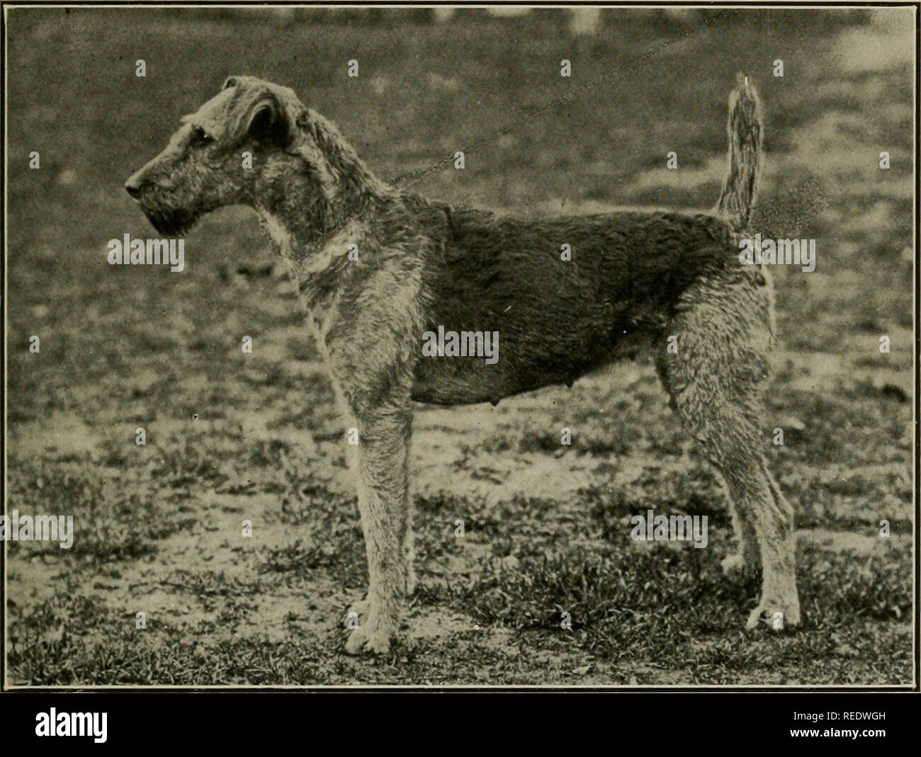 Oorang terrier outlet
