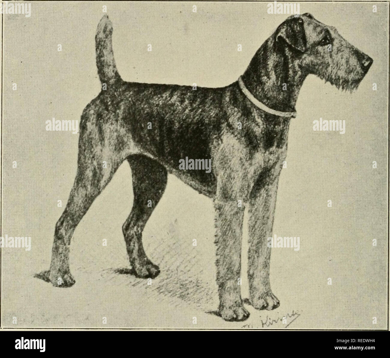 Airedale terrier club sale