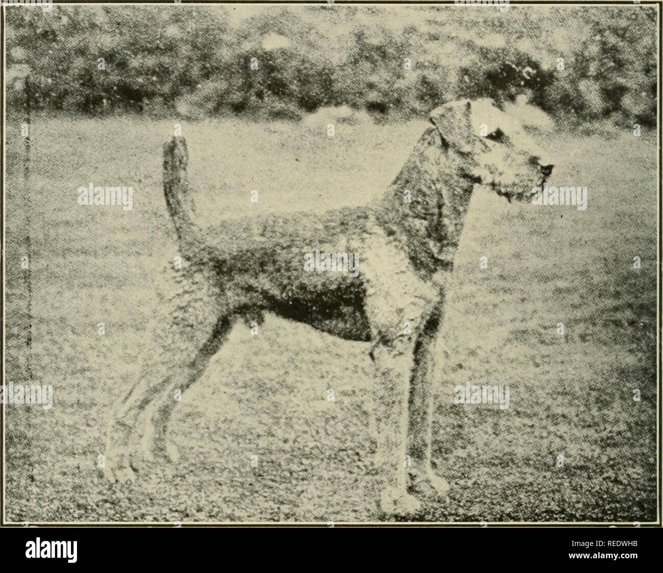 airedale club