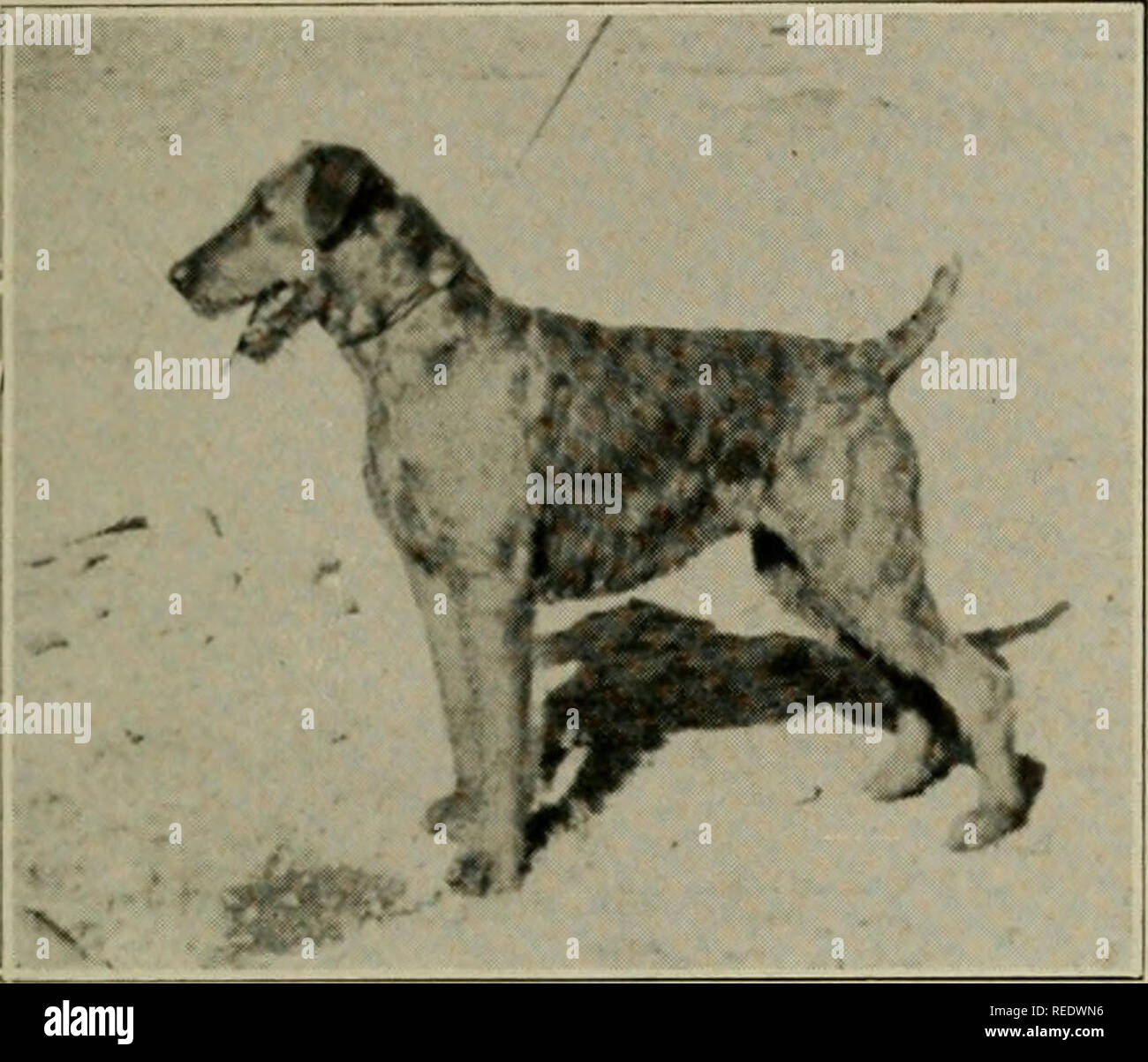 airedale terrier history