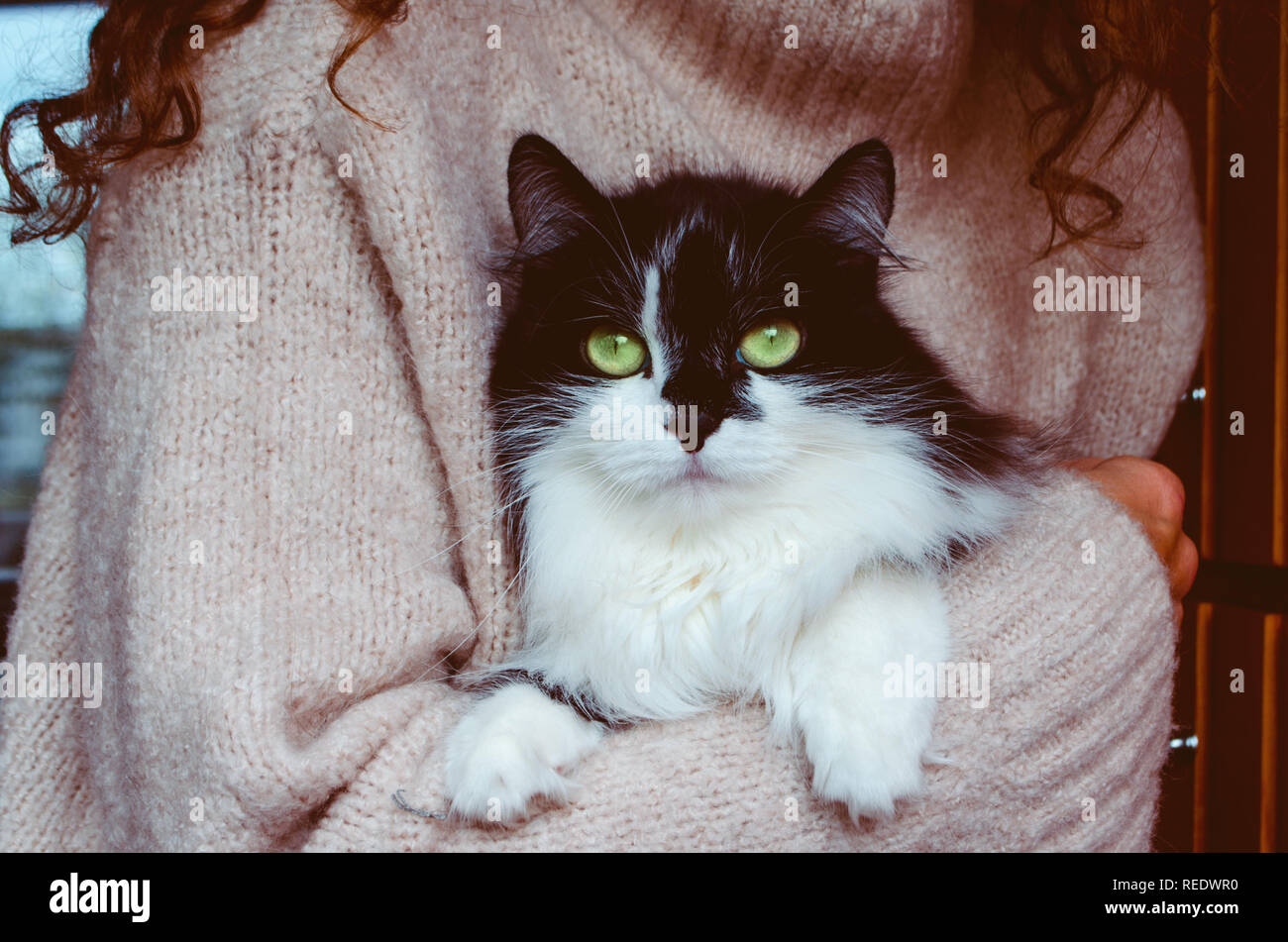 cat holding sweater