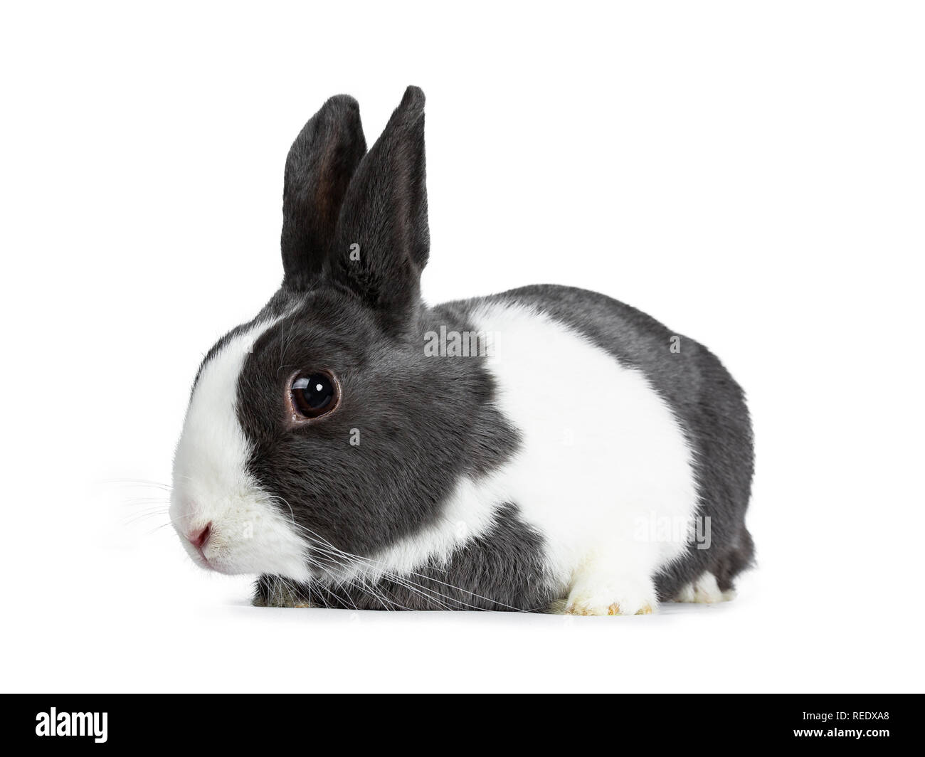 Cute female grey with white European rabbit, laying down and looking beside the camera. Isolated on white background. Stock Photo