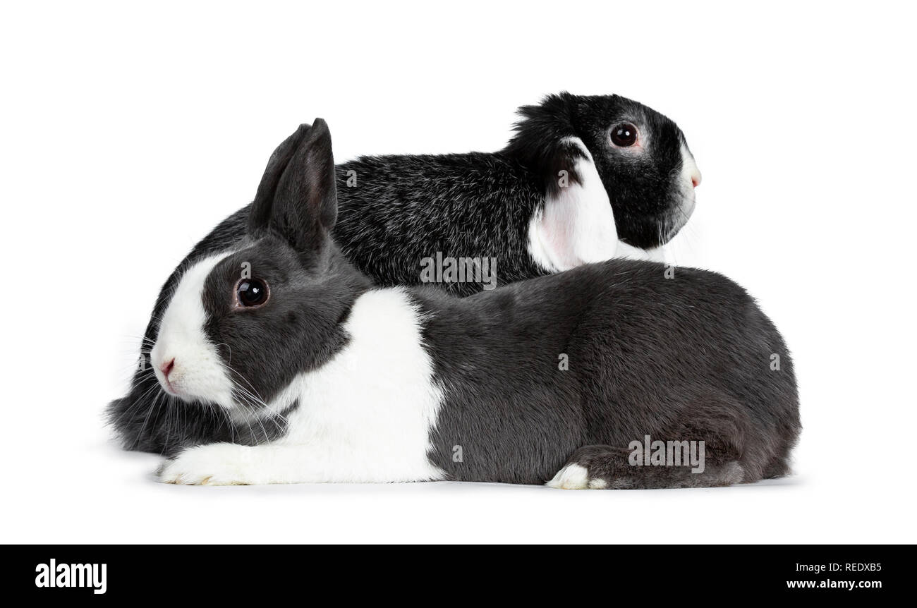 Cute female grey with white European rabbit and brave male black with white lop ear friend. Laying behind each other looking sideways. Isolated on whi Stock Photo