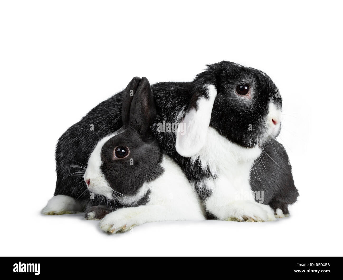 Cute female grey with white European rabbit and brave male black with white lop ear friend. Laying down over each other. Isolated on white background. Stock Photo