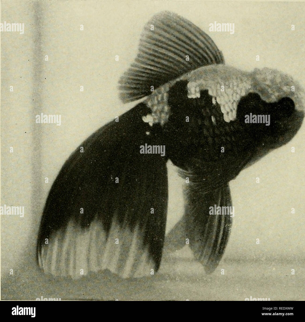 The complete aquarium book the care and breeding of goldfish and