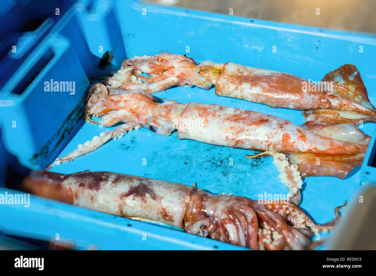 Blue plastic containers with catch of squids, kalmar, sea delicacies. Fish auction for wholesalers and restaurants. Blanes, Spain, Costa Brava. Summer Stock Photo