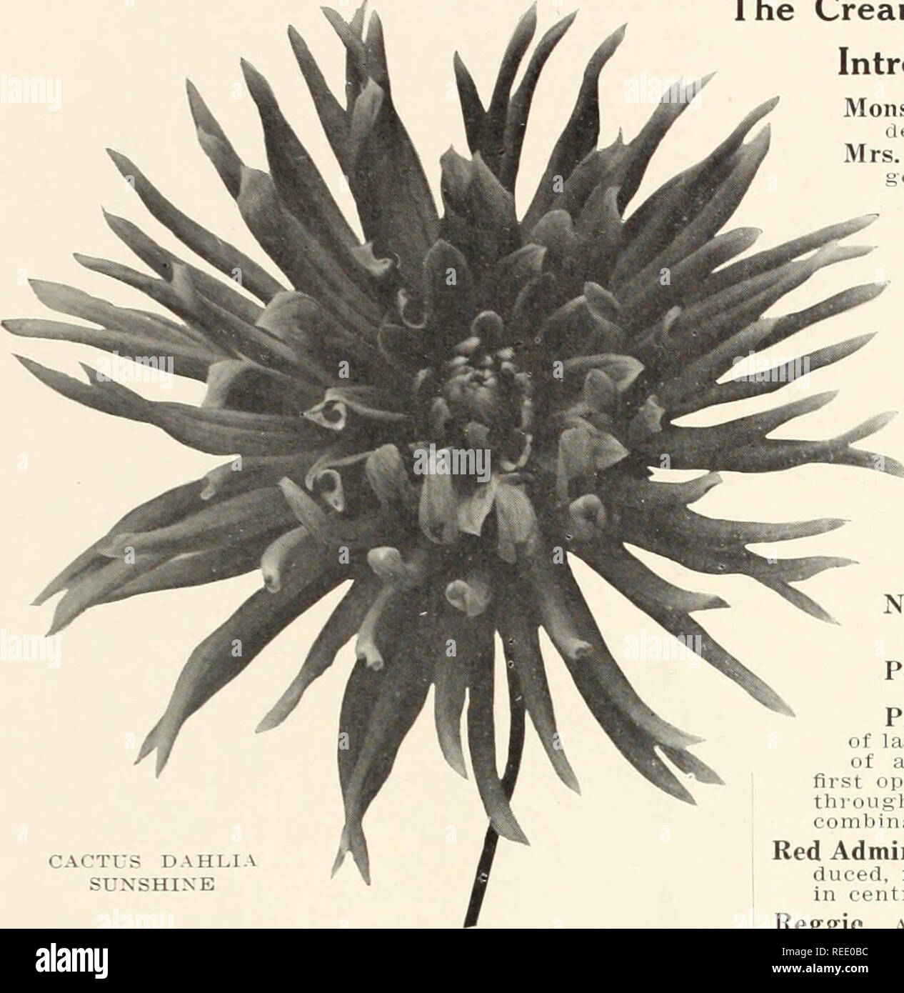 . Complete catalogue of dahlias. Flowers Seeds Catalogs; Nurseries (Horticulture) Catalogs; Dahlias Seeds Catalogs. SPECIAL DAHLIA CATALOGUE 11. ICTUS dahlia SUNSHINE a soft Rivalin. Narrow, long incurved petals, very full, of a delicate tender rose, very free and fine for cutting Rosaeflora. A particular free-flowering variety, with long, straight petals of a pure rose, the centre of the flower being white. Rosea. One of the most distinct and attractive, of a most pleasing rose color; the flowers are of largest size and finest quality. Rosa Siegerin. A beautiful flower of true cactus form, wi Stock Photo