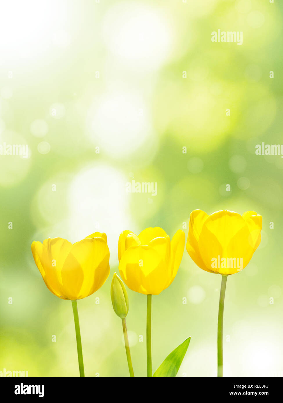 Three bright yellow tulips on the blurred green background. Three flowers in the spring sunny garden. Stock Photo