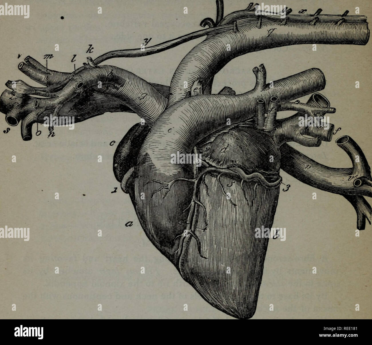. A compend of equine anatomy and physiology. Horses. 82 EQUINE ANATOMY. Fig.. THE HEART AND PRINCIPAL VESSELS; LEFT FACE. Right ventricle; b, Left ventricle; c, Right auricle; d, Left auricle; e, Pulmonary artery ; e'', Obliterated arterial canal; f, Pulmonary veins ; g, Anterior aorta; h, Left axillary artery ; z&quot;, Right axillary artery, or brachio-cephalic trunk; j, Origin of the dorsal artery; k, Origin of the superior cervical artery; /, Origin of the vertebral artery; in, Origin of the inferior cervical artery; n, Origin of the internal thoracic artery; o, Origin of the external dit Stock Photo