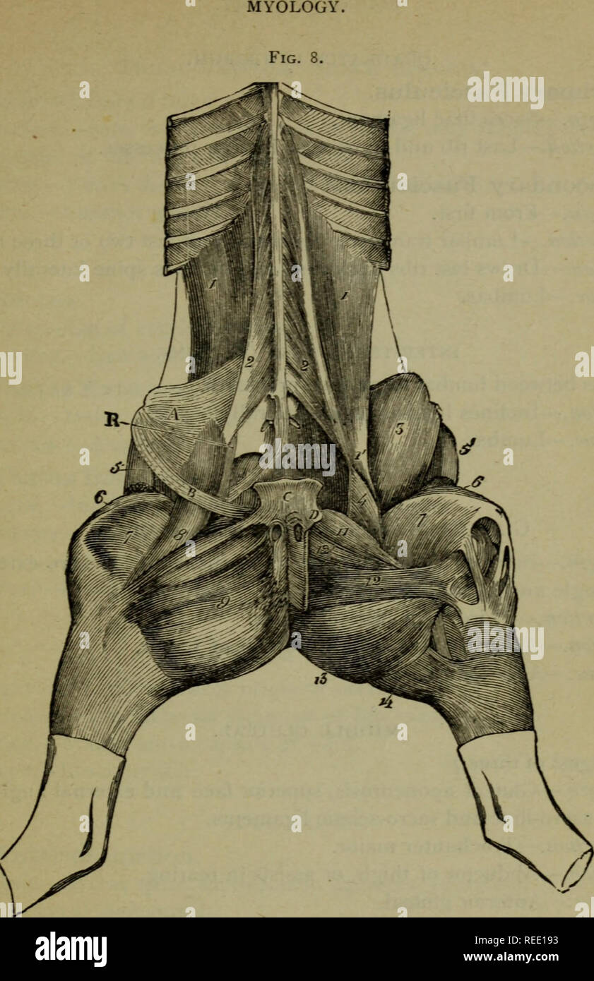 . A compend of equine anatomy and physiology. Horses. 73 MUSCLES OF THE SUB-LUMBAR, PATELLAR. AND INTERNAL CRURAL REGIONS. Psoas magnus ; i', Its terminal tendon ; 2, Psoas parvus ; 3, Iliacus ; 4, Its small internal portion; 5, Muscle of the fascia lata ; 6, Rectus of the thigh ; 7, Vastus internus; 8, Long adductor of the leg; 9, Short adductor of the leg; 11, Pectineus; 12, Great adductor of the thigh; 12', Small adductor of the thigh; 13, Semimembranosus; 14, Semitendinosus.—a, Portion of the iliac fascia; b, Portion of the layer reflected from the aponeurosis of the abdominal great obliqu Stock Photo