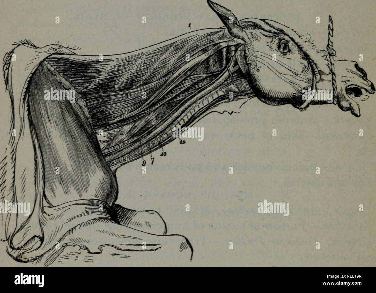 . A compend of equine anatomy and physiology. Horses. 6o 9 EQUINE