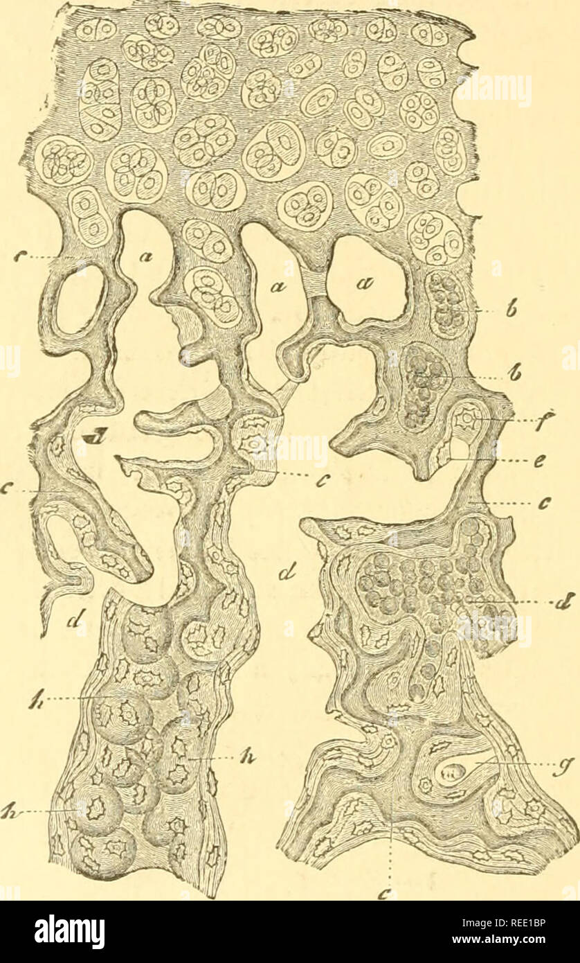 . Compendium of histology. Histology. 66 SIXTH LECTURE. side by side and against each other. The calcification of the cartilage spreads peripherically ; the liquefaction and re-forma- tion of the cartilage canals is constantly increasing in extent, and likewise in the domain of the calcified cartilage.. Fig. 63.—Ossifying border of a phalangeal epiphysis of the calf, in vertical section. At the uppei part, the cartilage, with its irregularly disposed capsules, containing daughter cells ; a, smaller medullary spaces, appearing in part as though closed, drawn&quot; empty ; £&gt;, the same with n Stock Photo