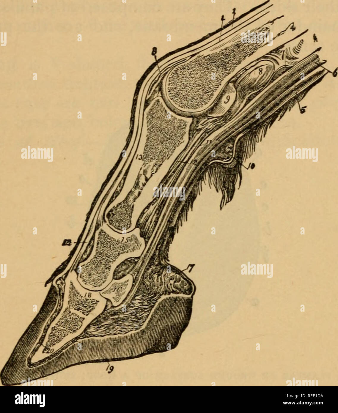 Equine foot anatomy hires stock photography and images Alamy