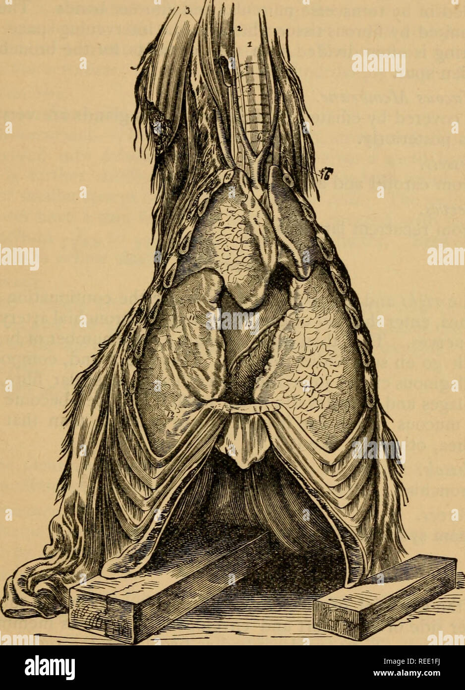 . A compend of equine anatomy and physiology. Horses; Horses -- Anatomy. VISCERAL ANATOMY. FtG. 23. 137. THE RESPIRA.TORY ORGANS; INFERIOR, OR FRONT VIEW. Trachea; 2, Jugular vein; 3, Great rectusanticus muscle; 4, Carotid artery; 5, Longus colli muscle; 6, Origin of the common carotids; 7, Vertebral artery; 8, Section of first rib; 9, Cephalic trunk of right axillary artery; 10, Anterior lobe of right lung; 11, Middle,'or supplementary lobe of ditto; 12, Posterior portion or lobe of ditto; 13, Heart; 14, Cardiac artery; 15, Ventricular branch of cardiac vein; 16, CEsophagus. 10. Please note t Stock Photo