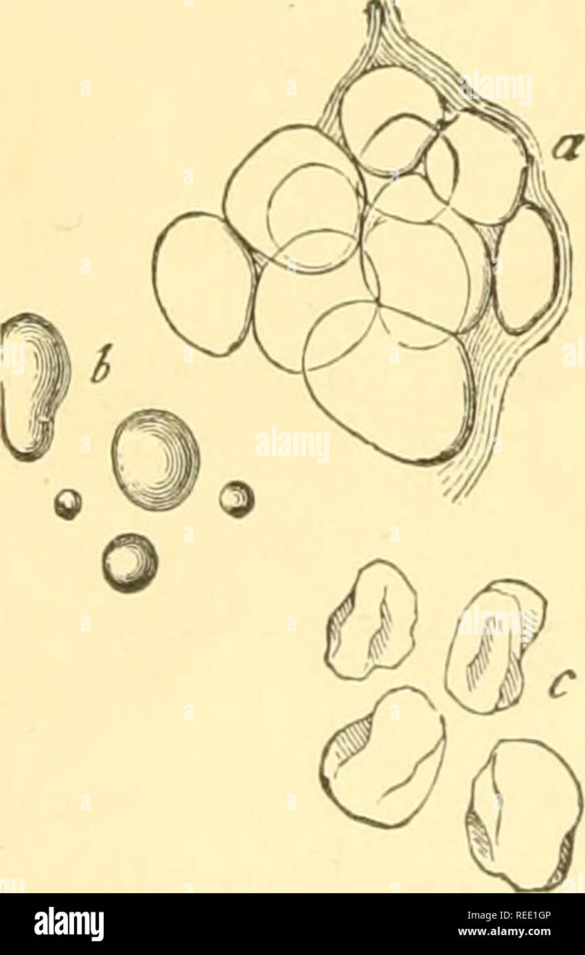 . Compendium of histology. Histology. 43 FOURTH LECTURE. puscles of the spleen also belong here. The tissue of the spleen pulp is still more strongly modified. The mucous membrane of the small intestine also contains our tissue ; although the number of lymphoid cells is here much less, and the cell processes not unfrequently appear broader, lamelliform. In the large intestine, finally, something inter- mediate between our tissue formation and ordinary con- nective tissue is met with. We now turn to the adipose tissue. True connective tissue, to the consideration of which we shall soon arrive,  Stock Photo