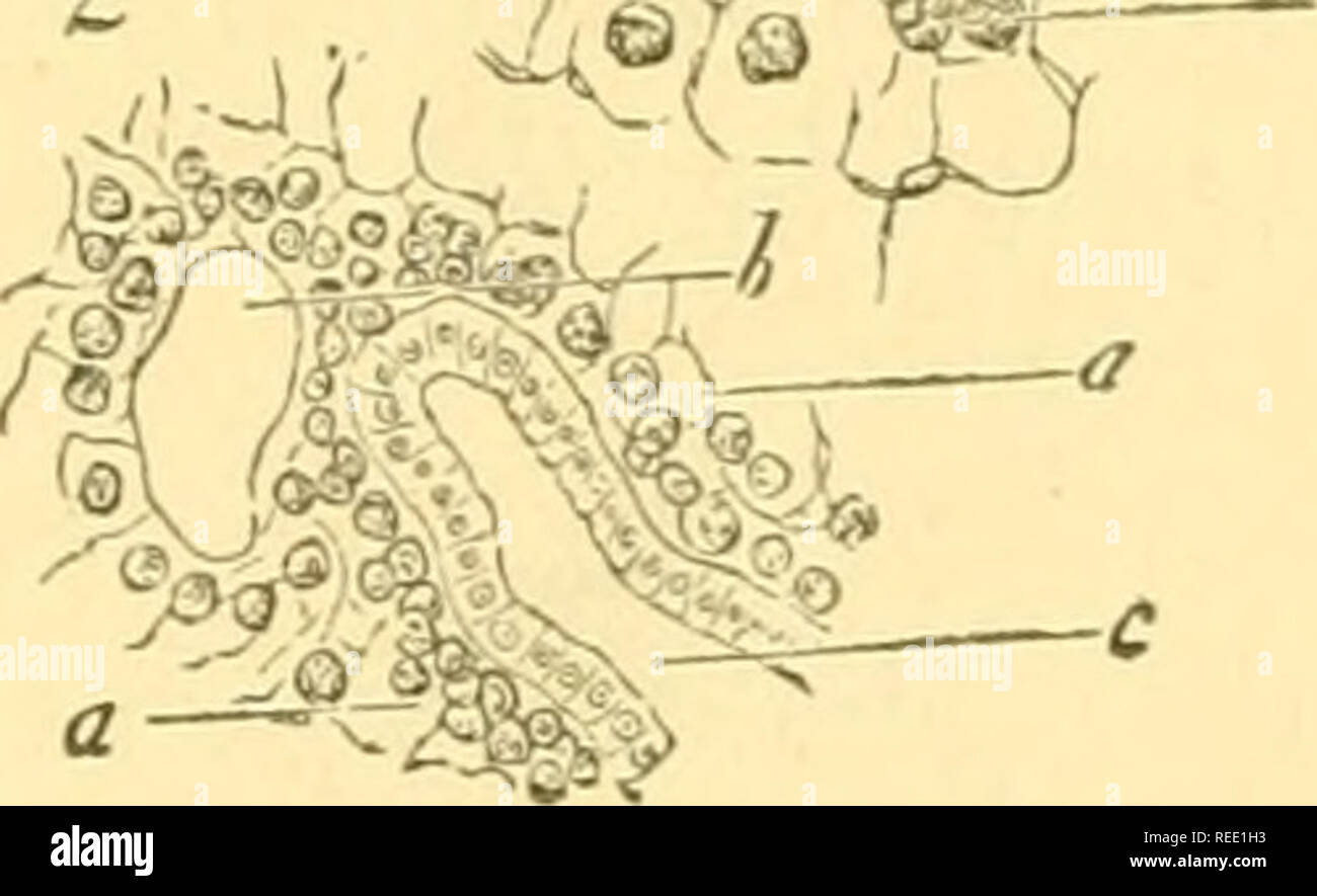 . Compendium of histology. Histology. ddli^. addition, with connective