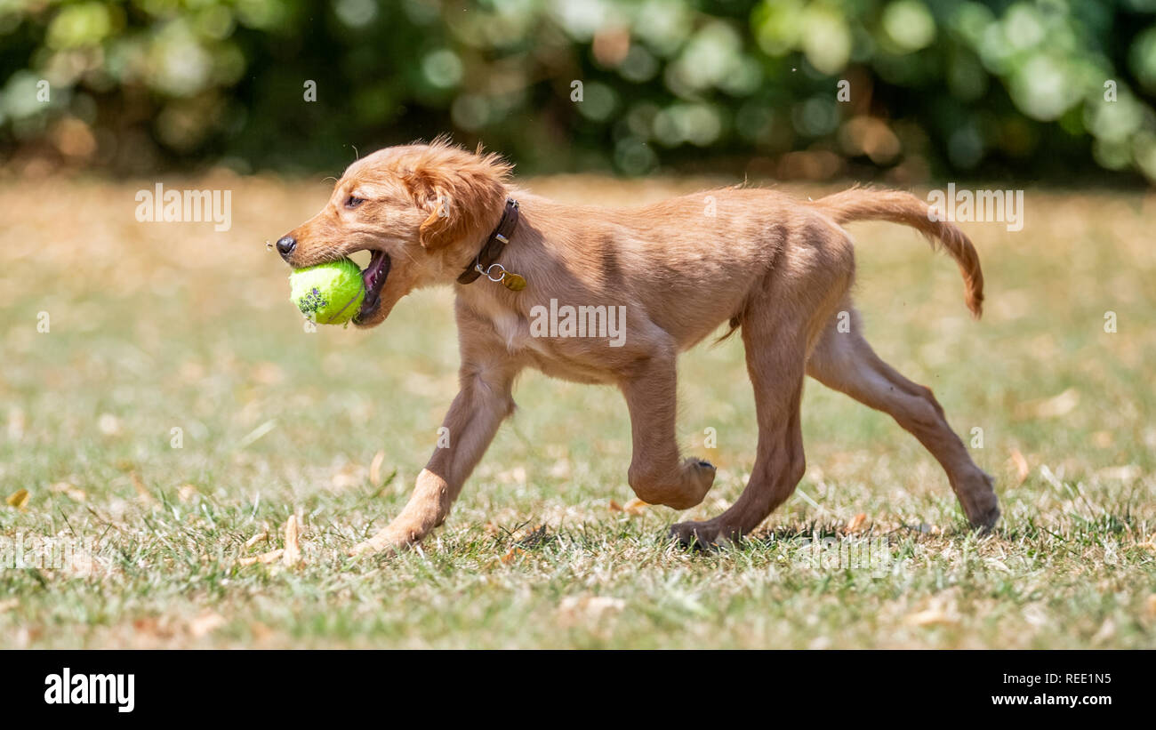 A Golden Retriever puppy sitting in rough grass with its mouth open on a sunny day. Stock Photo