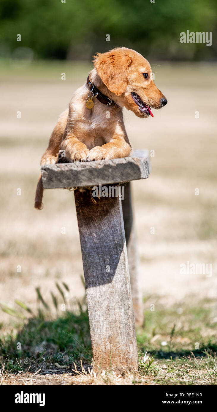 Golden retriever in the park hi-res stock photography and images - Alamy