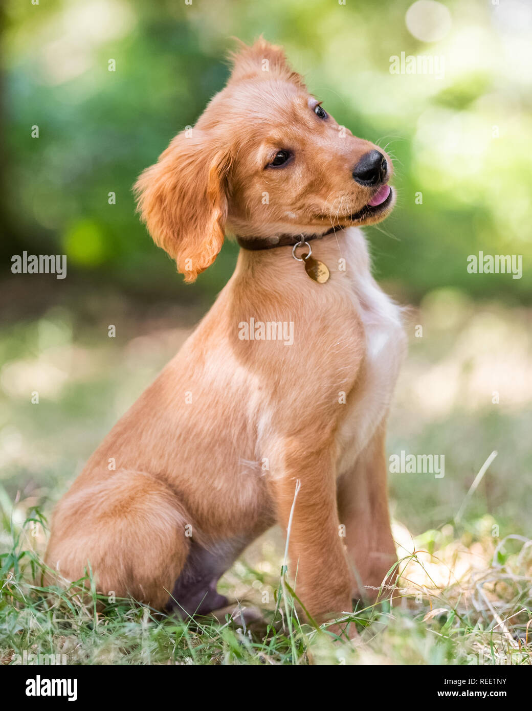 A Golden Retriever puppy sitting in rough grass with its head tilted to the side on a sunny day. Stock Photo