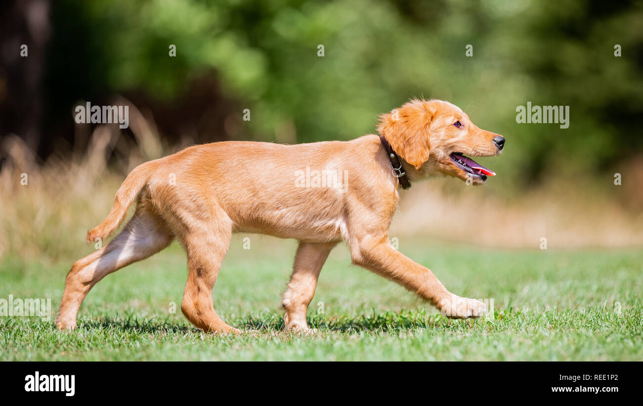 A Golden Retriever puppy walking across a park from the side on a sunny day. Stock Photo