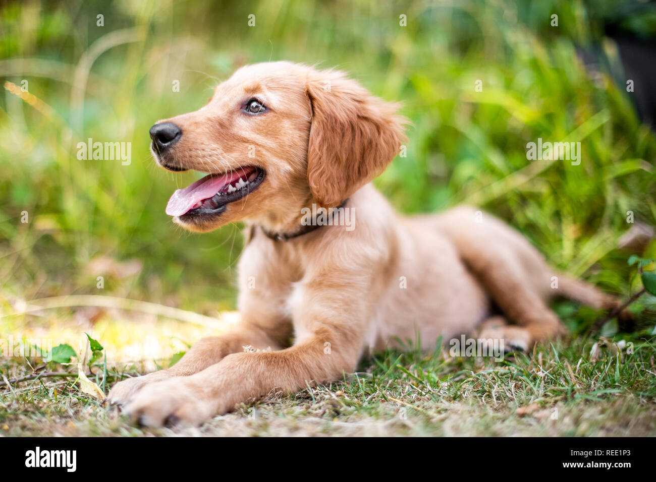 A Golden Retriever puppy lying in rough grass with its mouth open and tongue out looking to the side wearing a leather collar. Stock Photo