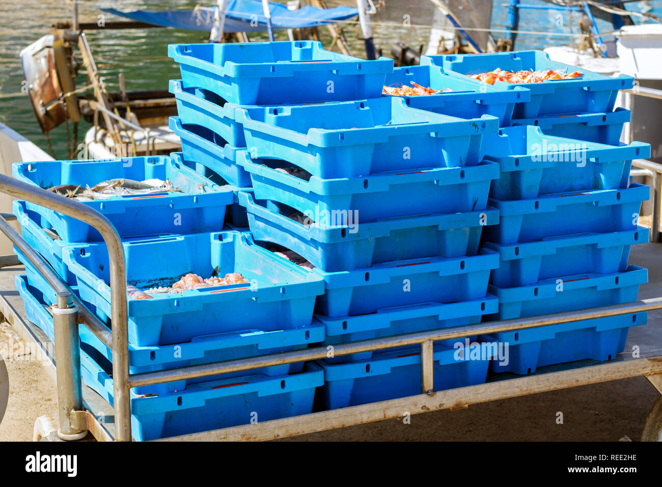 Blue plastic containers with catch of sea fish, oysters, squid, sea delicacies. Fish auction for