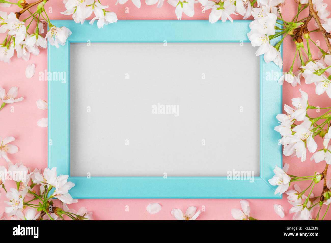 Spring background with an empty turquoise picture frame surrounded by white cherry blossom flowers and branches on a pink surface. Flat lay Stock Photo