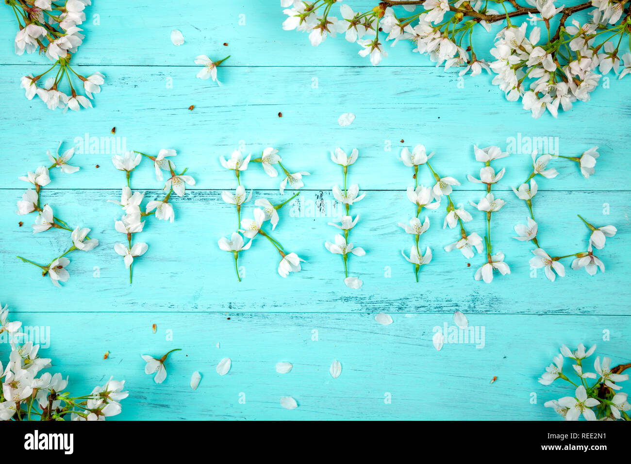 Spring word made of white cherry blossom flowers surrounded by cherry ...