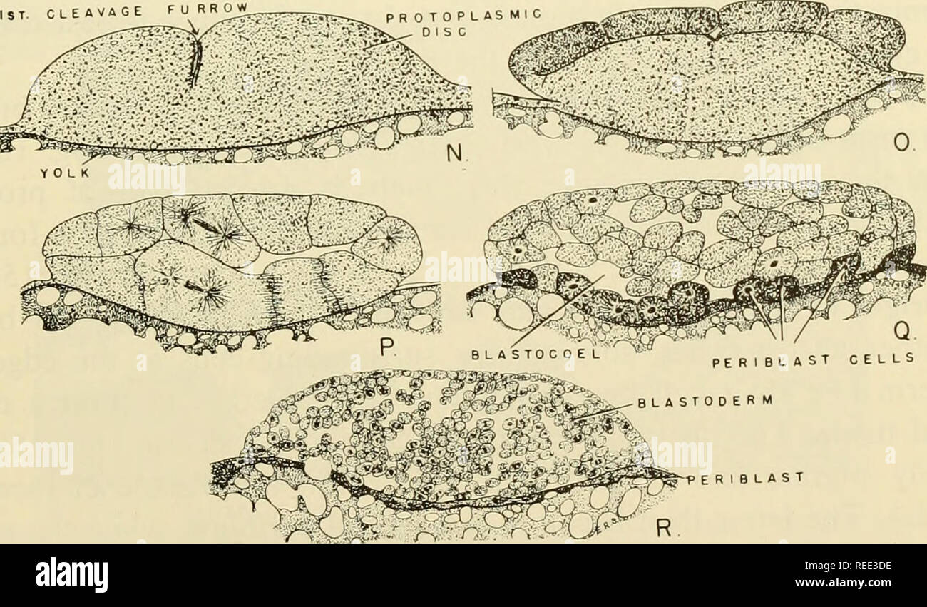 . Comparative embryology of the vertebrates; with 2057 drawings and ...