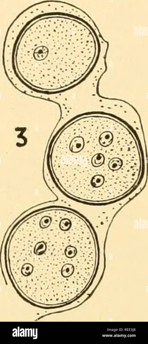 . Comparative morphology of Fungi. Fungi. Fig. 74.—Entomophthora Muscae. 1, 2. Development of conidiophore. 3. Catenu- late gemmae (azygospores?) within old conidiophore. (1, 2 X 720; 3 X 800; after Olive, 1906, Goldstein, 1923.) protoplasm so that the flies are surrounded by a ring of spores. In old, dried-up flies, the hypnospores arise in masses as thick-walled, multinu- cleate, intercalary swellings of the hyphae (Fig. 71, 3). Whether they should be regarded as gemmae or azygospores is still obscure (Goldstein, 1923).. Please note that these images are extracted from scanned page images th Stock Photo