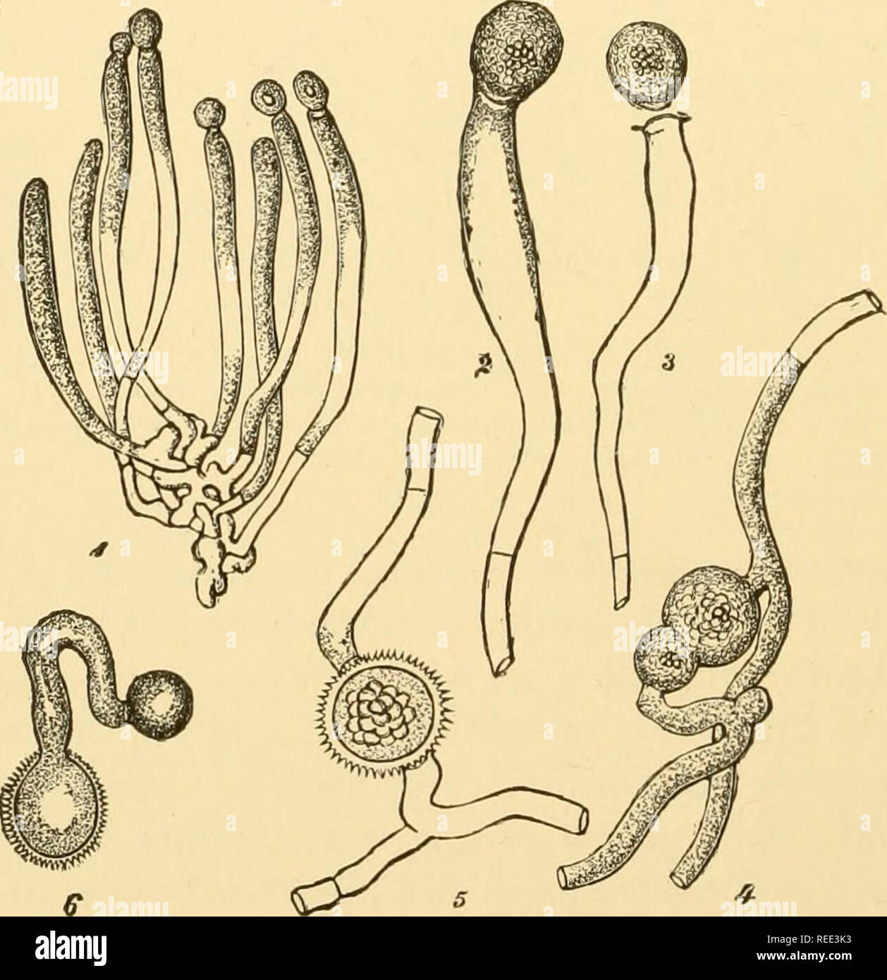 . Comparative morphology of Fungi. Fungi. Fig. 72.—Basidiobolus ranarum. 1 to 3. A conidium has divided as in Fig. 70 into two halves which behave as gametangia and form a zygospore each. 4. Germinating zygospore. (1 to 3 X 335; 4 X 575; after Eidam, 1887.) conidia germinate with a single germ tube, which in insufficient nourish- ment, ends in a secondary conidium, but under favorable conditions develops to a mycelium with numerous sacs. This is coenocytic when young; after one or two days, however, it forms numerous septa. Finally. Yiq. 73.—Conidiobolus utriculosus. 1. Mycelium with condiopho Stock Photo