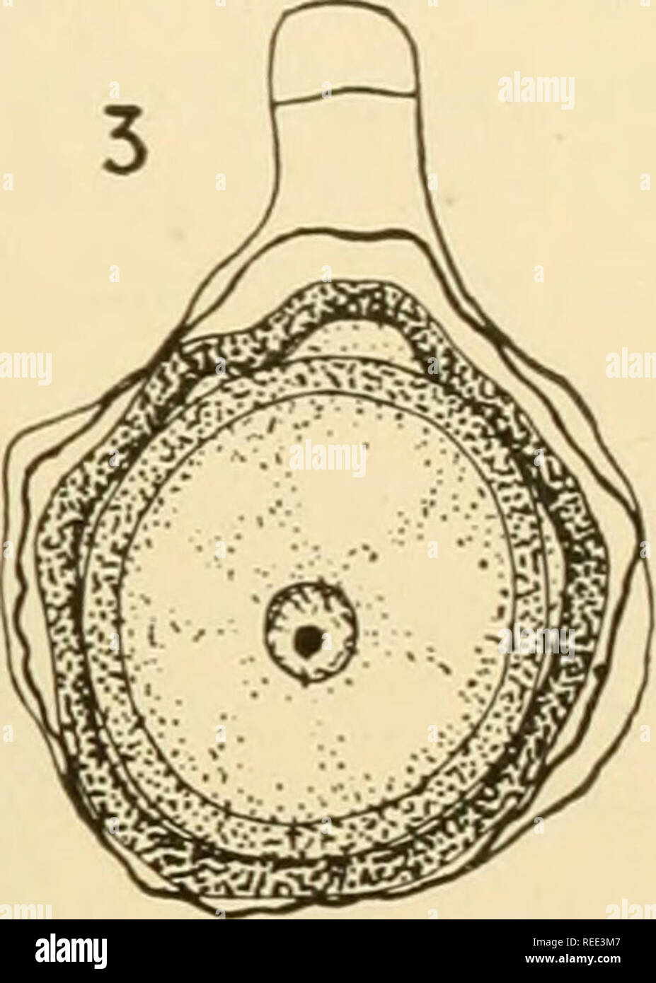 . Comparative morphology of Fungi. Fungi. Fig. 71.—Basidiobolus ranarum. Development of zygospores. 1. Nuclei resting in the beaks with a pore already formed between the latter. 2. Completed plasmogamy. 3. Mature zygospores. (X 990; after Fairchild, 1897.) above and below, rostrate processes which approach and develop approxi- mately to one-half the cross section of the sporiferous hyphae (Fig. 71, 1). Both nuclei migrate into the beak and divide. Each daughter nucleus, cut off at the tip by a more or less marked septum, degenerates. Both other nuclei migrate basipetally. Meanwhile a pore is f Stock Photo