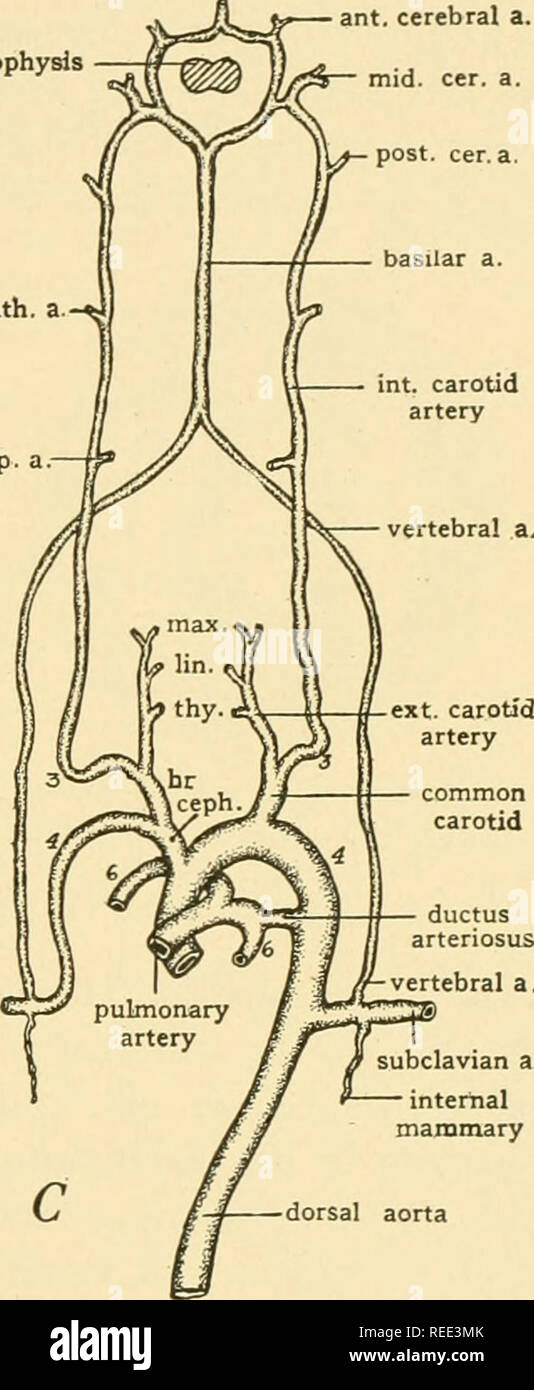 . Comparative anatomy. Anatomy, Comparative. arterial circle (of Willis; hypophysis aortic root ophth. a. ventral to pharynx ant. cerebral a. mid. cer. a. post. cer. a. int. carotid artery subclavian a. (left) thoracic intersegmental arteries. vertebral a. subclavian a internal mammary dorsal aorta Fig. 314.—Diagrams illustrating the changes which occur in the aortic arches of mammalian embryos. A, ground plan of complete set of aortic arches; B, early stage in modification of arches; C, derivatives of aortic arches. Abbreviations: br. ceph., brachiocephalic a,TteTy; cer. a., cerebral artery;  Stock Photo