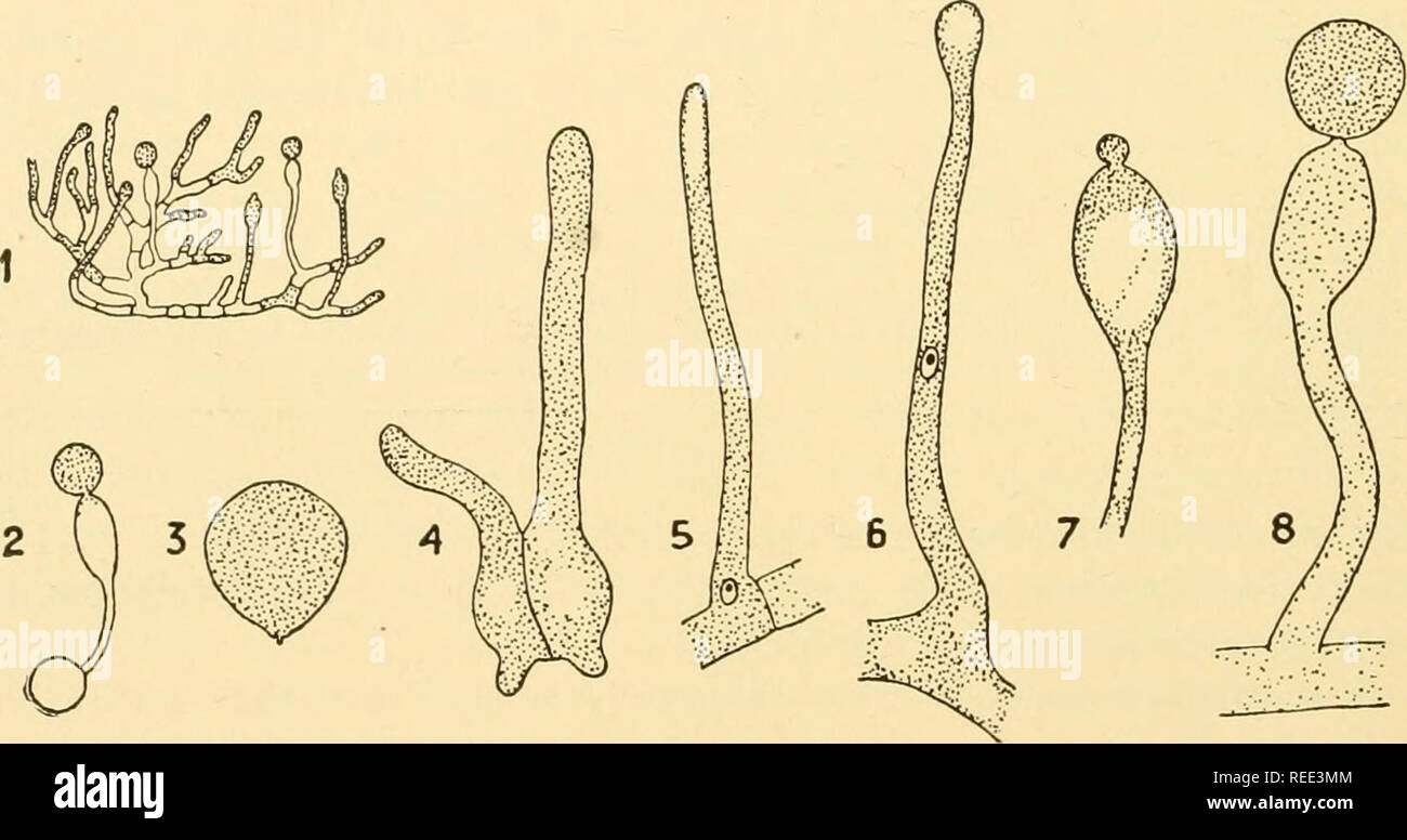 . Comparative morphology of Fungi. Fungi. 118 COMPARATIVE MORPHOLOGY OF FUNGI 1897; Lowenthal, 1903; Woycicki, 1904, 1907, 1927; Olive, 1907; Lakon, 1926; and Levisohn, 1927), and B. myxophilus on bacterial zoogloea on fallen pine needles (R. E. Fries, 1899). The mycelium of B. ranarum develops abundantly on the excrement of frogs in 2 to 3 days. It consists of ramose hyphae whose cells when young are uninucleate and sometimes, in age or poor nourishment, multi- nucleate. The hyphae are persistent in the excrement, but in artificial culture may break up into oidia, resembling the hyphal bodies Stock Photo