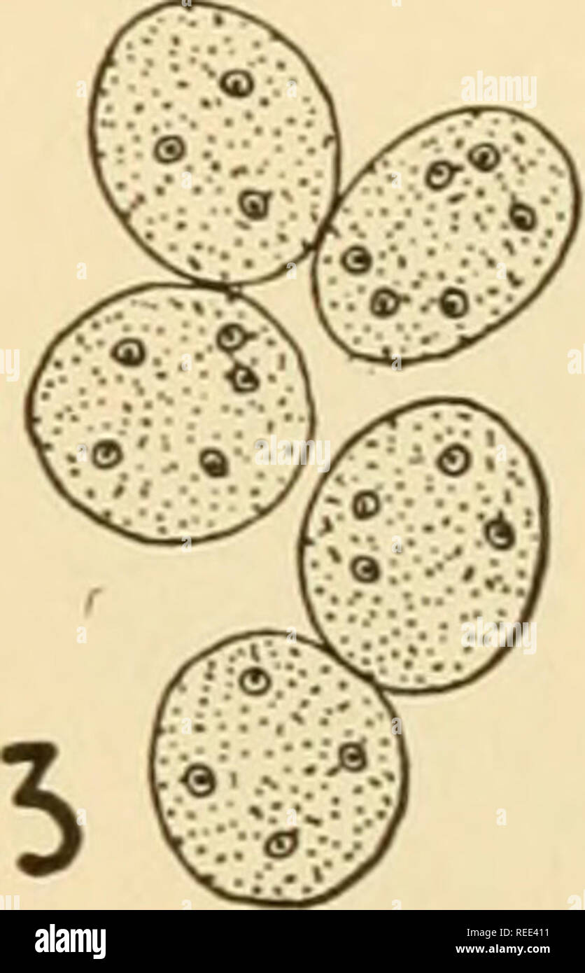 . Comparative morphology of Fungi. Fungi. Fig. 60.—Cunninghamella echinulata. Development of sporangiophores. (X740; after Moreau, 1914.) have two to three hyaline processes from each of which up to 20 hairs arise. With liberal food, on swollen tips of vertical hyphae or eventually on the short secondary branches, the spores arise, not endogenously by cleavage, but exogenously by budding. Spore formation is ontogeneti- cally retarded and is transferred from the interior of the sporangium to its upper surfaces. These exogenous spores, in contrast to the endogenous, are longitudinally striate an Stock Photo